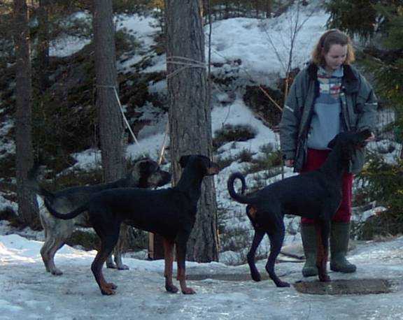 Koirat - Dogs